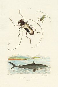 Longhorn Beetles by French School